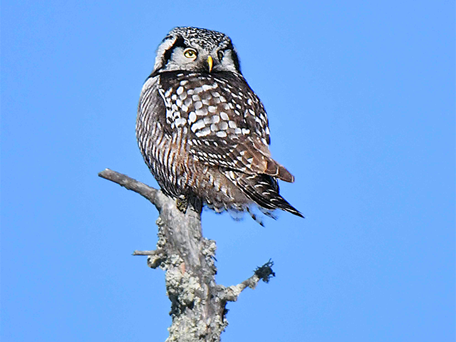 Northern Hawk Owl by Kevin Burke